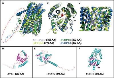 Roles of type II H+-PPases and PPsPase1/PECP2 in early developmental stages and PPi homeostasis of Arabidopsis thaliana